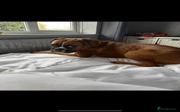 Boxer dogs for sale: Male Boxer Dog  - Image 3