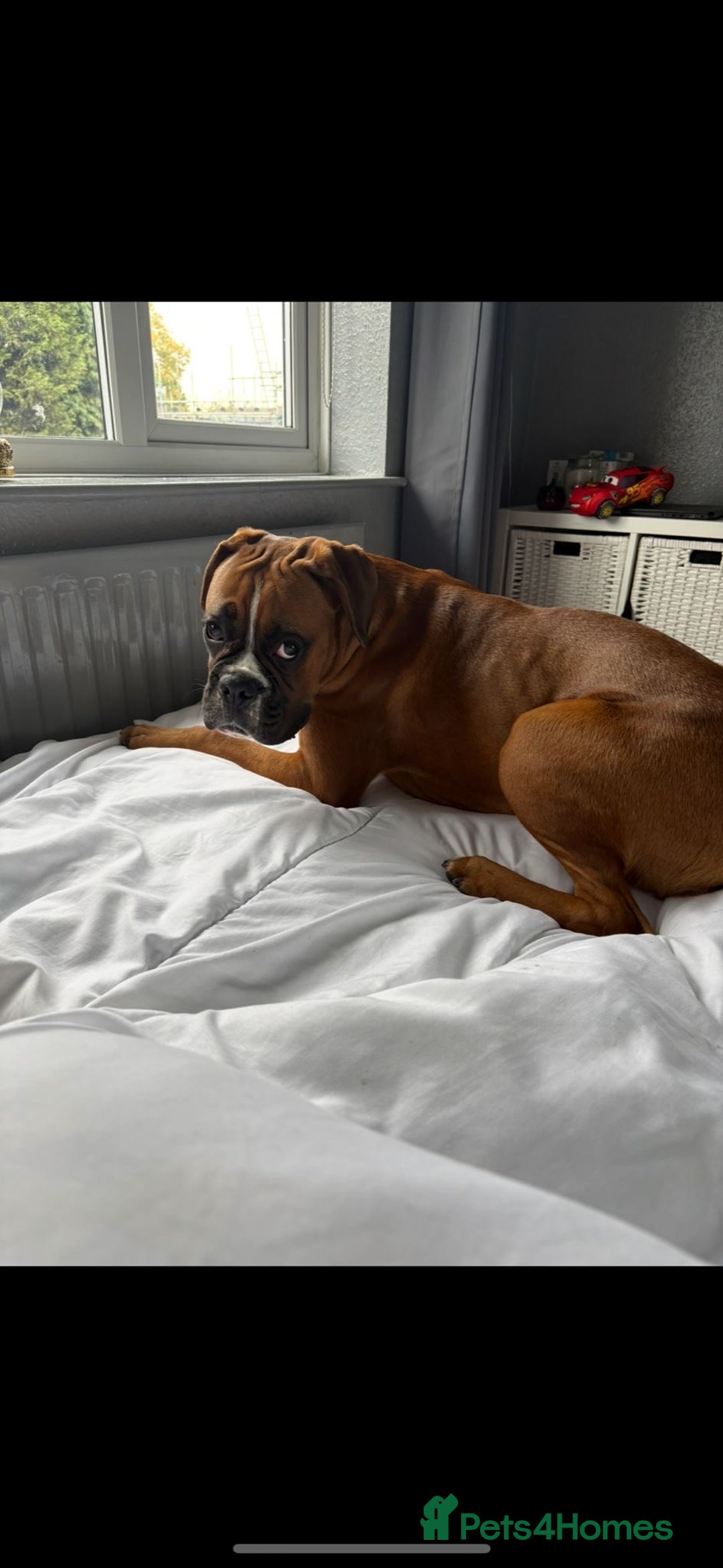 Boxer dogs for sale: Male Boxer Dog  - Image 3