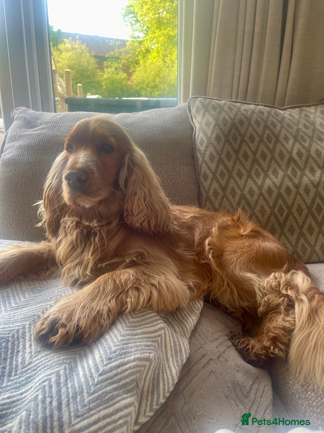 Cocker Spaniel dogs for stud: KC Registered Show Cocker - Advert 5