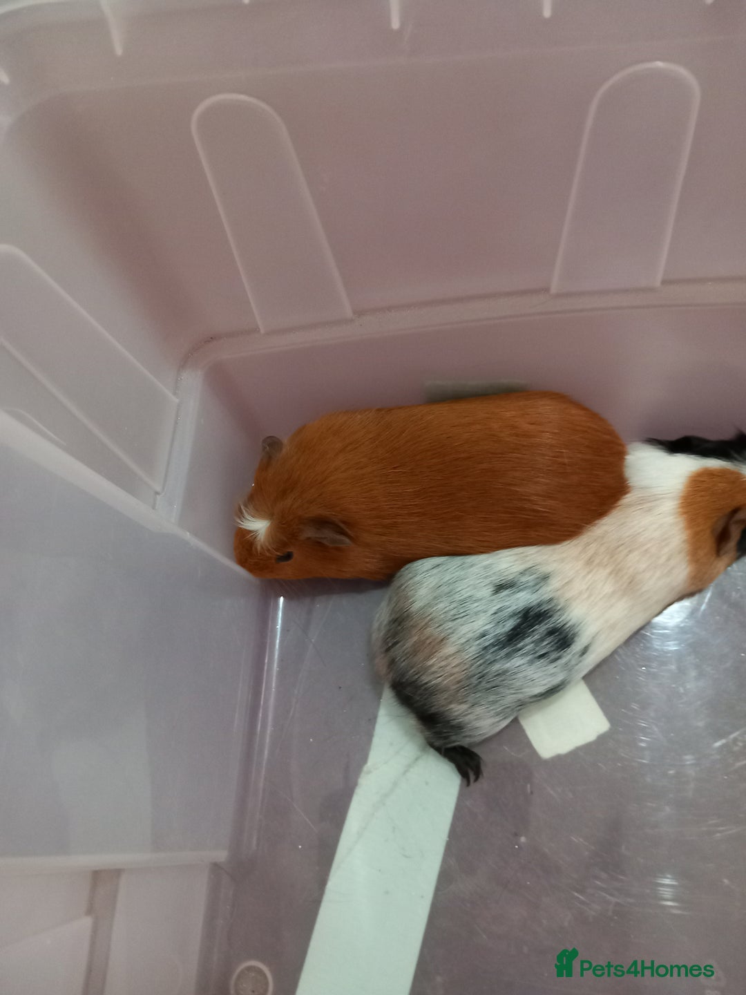 Guinea Pig rodents for sale: Baby guinea pigs - Advert 6