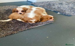 Cavalier King Charles Spaniel dogs for sale: Beautiful litter of King Charles Cavaliers - Image 21