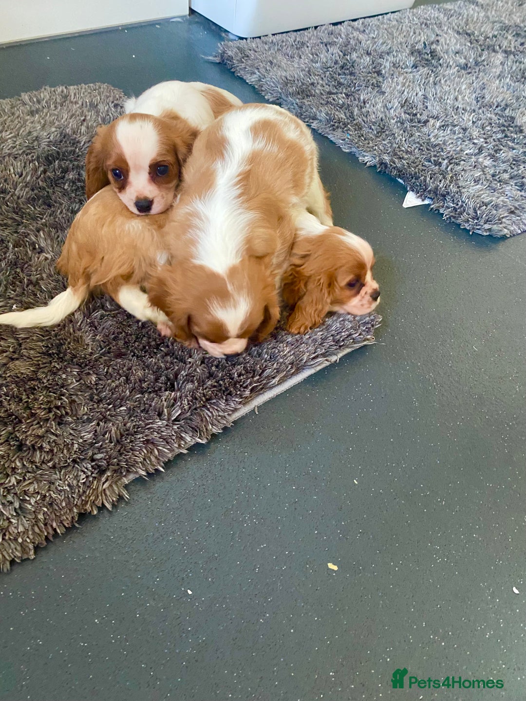 Cavalier King Charles Spaniel dogs for sale: Beautiful litter of King Charles Cavaliers - Image 21