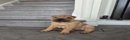 Shar Pei dogs for sale: Male shar pei for sale in Gateshead - Advert 3