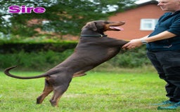 Dobermann dogs for sale: Gorgeous KC Dobermann Puppies  - Image 15