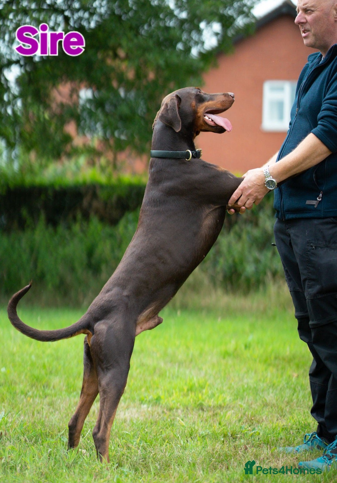 Dobermann dogs for sale: Gorgeous KC Dobermann Puppies  - Image 15