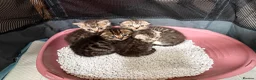 Scottish Fold cats for sale: 🐾 Beautiful Scottish Fold Kittens 3 Boys & 1 Girl - Advert 7