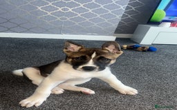 Mixed Breed dogs for sale: American Akita Puppy - Image 3