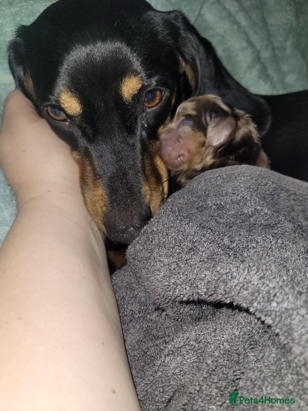 Dachshund dogs for sale: BROWN DAPPLE GIRL  - Image 3