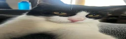 Mixed Breed cats for sale: 7 month old tuxedo cat Domino in Bradford - Advert 1