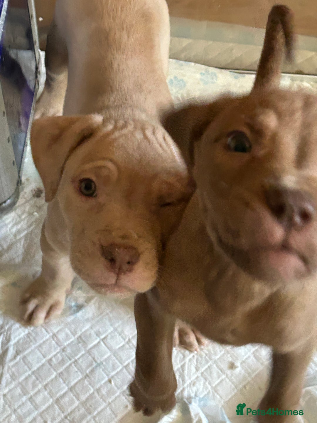 Mastiff dogs for sale: Mastiff X Pups - Image 3