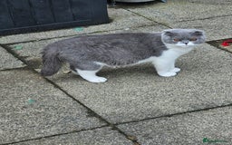 British Shorthair cats for sale: British shorthair x Scottish fold - Image 7