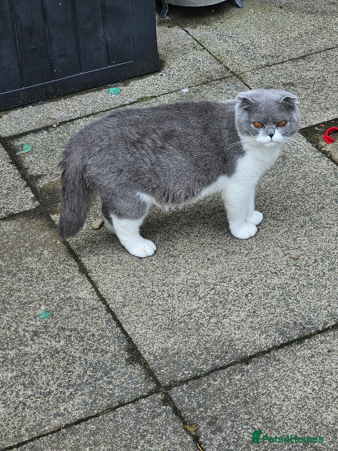 British Shorthair cats for sale: British shorthair x Scottish fold - Image 7