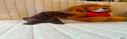 Miniature Dachshund dogs for sale: Miniature Dachshund - Advert 7