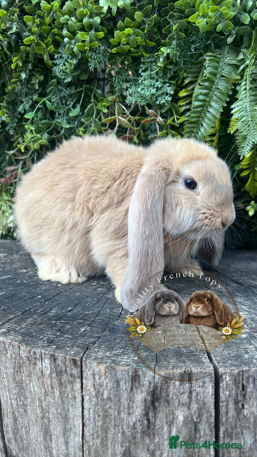 French Lop rabbits Quality pedigree French Lops - Advert 2