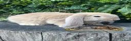 French Lop rabbits for sale: Quality pedigree French Lops - Advert 2
