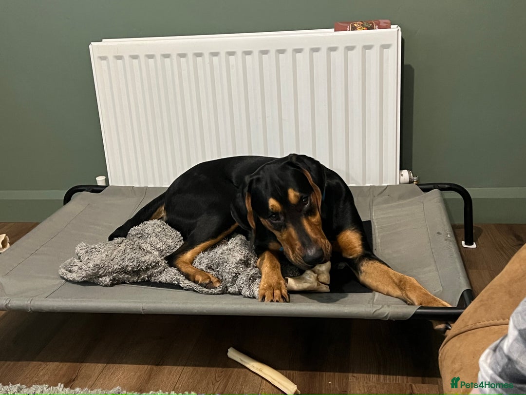 Mixed Breed dogs for sale: Dobermann mix 9 month old male - Image 3
