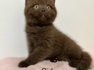 British Shorthair cats British Shorthair Chunky Chocolate Kittens🐻 - Advert 2