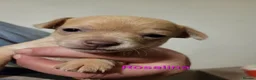 Chihuahua dogs for sale: Chihuahua Puppies ready in 2 weeks - Advert 11