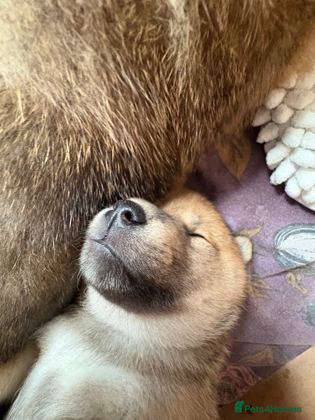 Japanese Shiba Inu dogs for sale: KC Registered Japanese Shiba-Inus  - Image 23