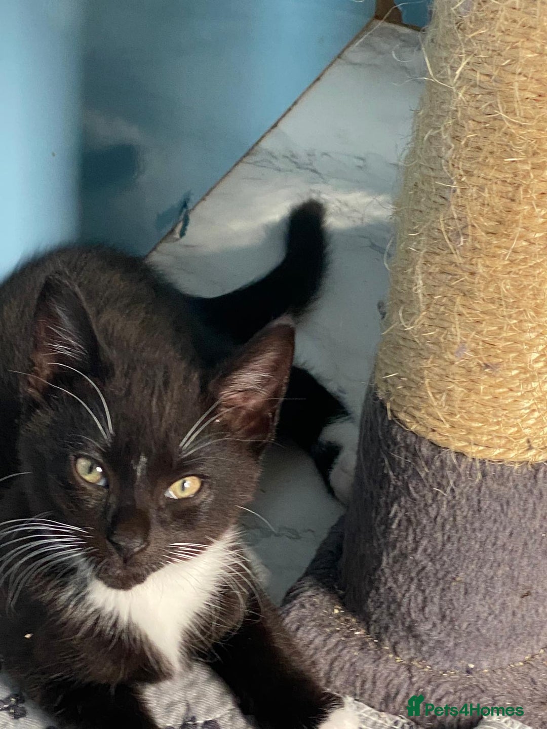 Mixed Breed cats for sale: 2 boys 1 girl left - Image 21