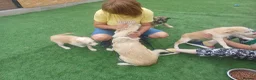 Mixed Breed dogs for adoption: 🌸 ALICE — A GENTLE LITTLE GIRL FULL OF LOVE 🌸 in Nottingham - Advert 3