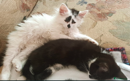 Domestic Shorthair cats for sale: Beautiful kittens ready for loving homes  - Image 1