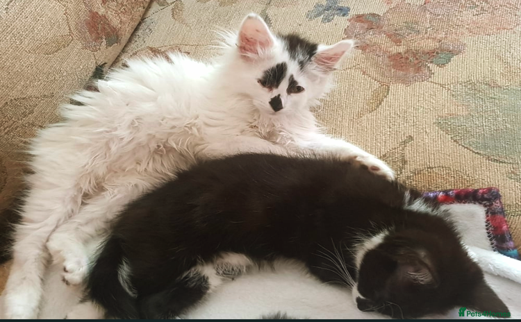 Domestic Shorthair cats - Advert 2