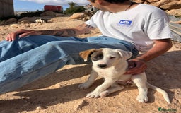 Mixed Breed dogs for sale: Mixed breed - Image 14