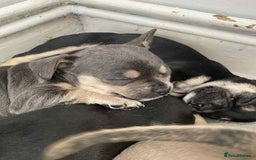 Mixed Breed dogs for sale: 9 French chihuahua - Advert 2