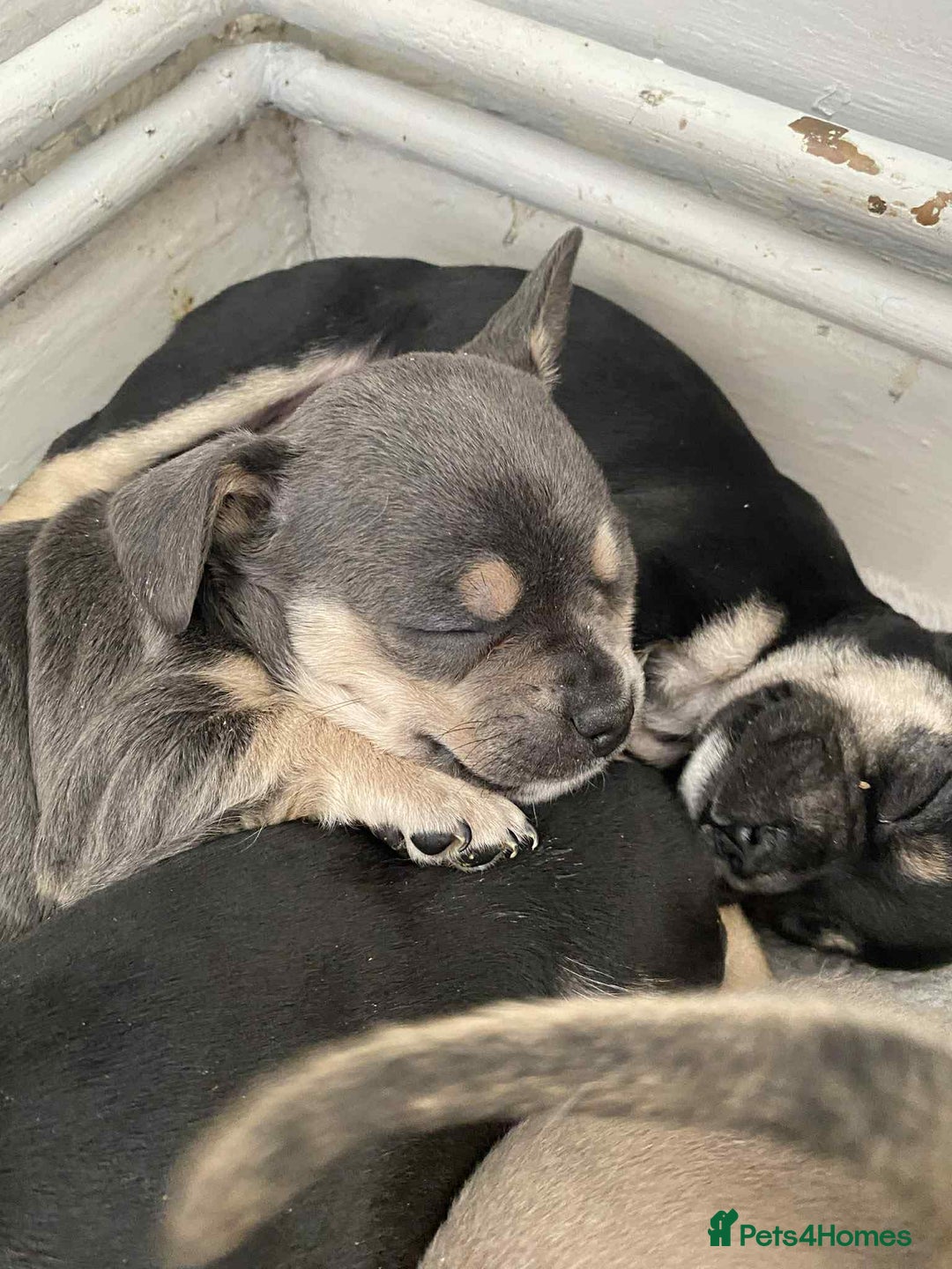 Mixed Breed dogs for sale: 9 French chihuahua - Advert 2