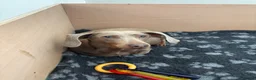 Miniature Dachshund dogs for sale: 3 female minature dachshund puppies  - Advert 2