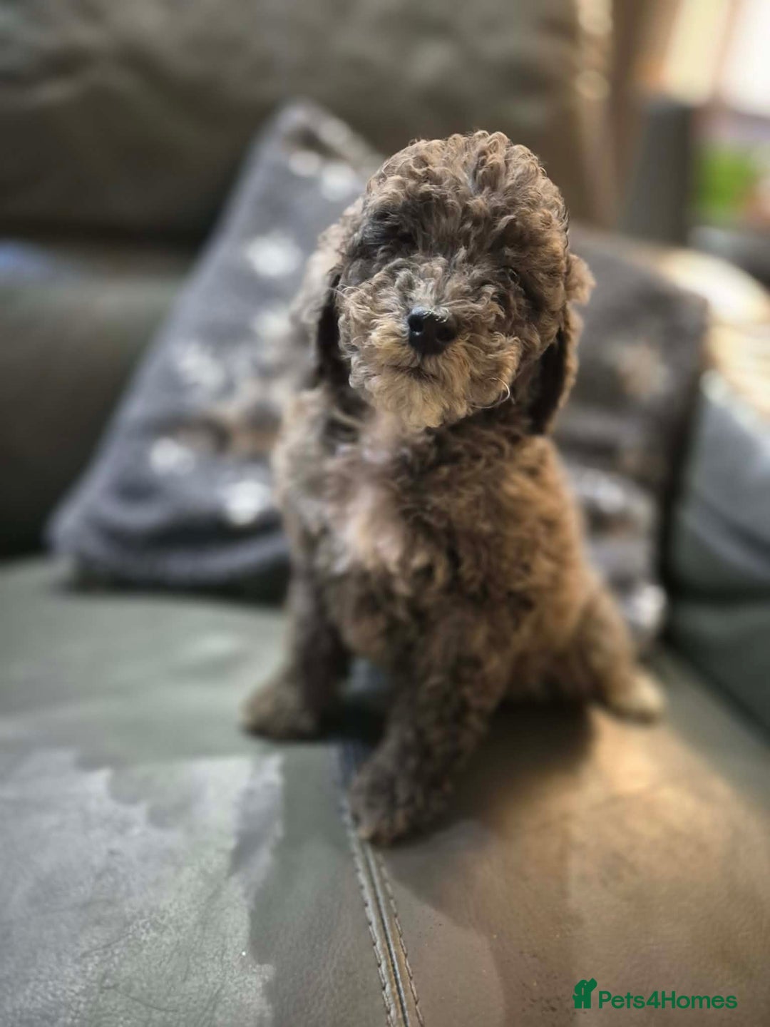 Cockapoo dogs for sale: Beautiful Cockapoo Puppies Ready Now  - Advert 3