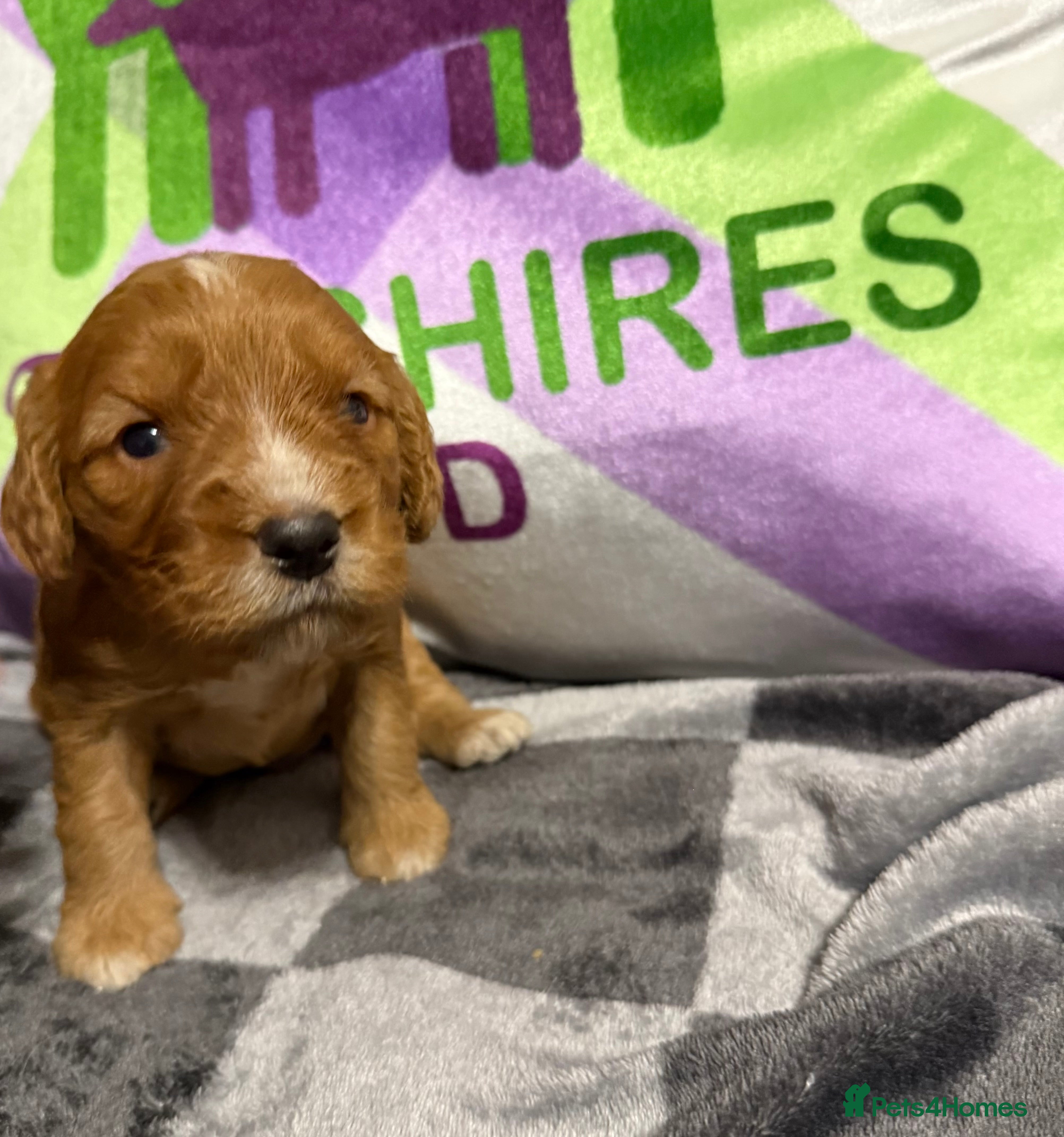 Cockapoo dogs F1 mini cockapoos fox reds 30 dna health tested  - Advert 10