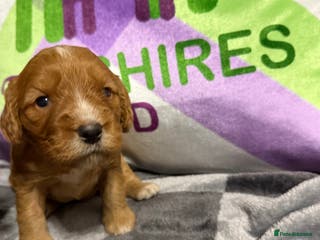 Cockapoo dogs F1 mini cockapoos fox reds 30 dna health tested - Advert 10