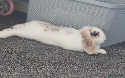 Mini Lop rabbits for sale: Mellow  - Image 1
