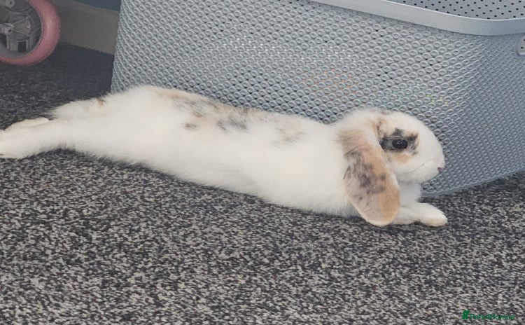 Mini Lop rabbits - Advert 4