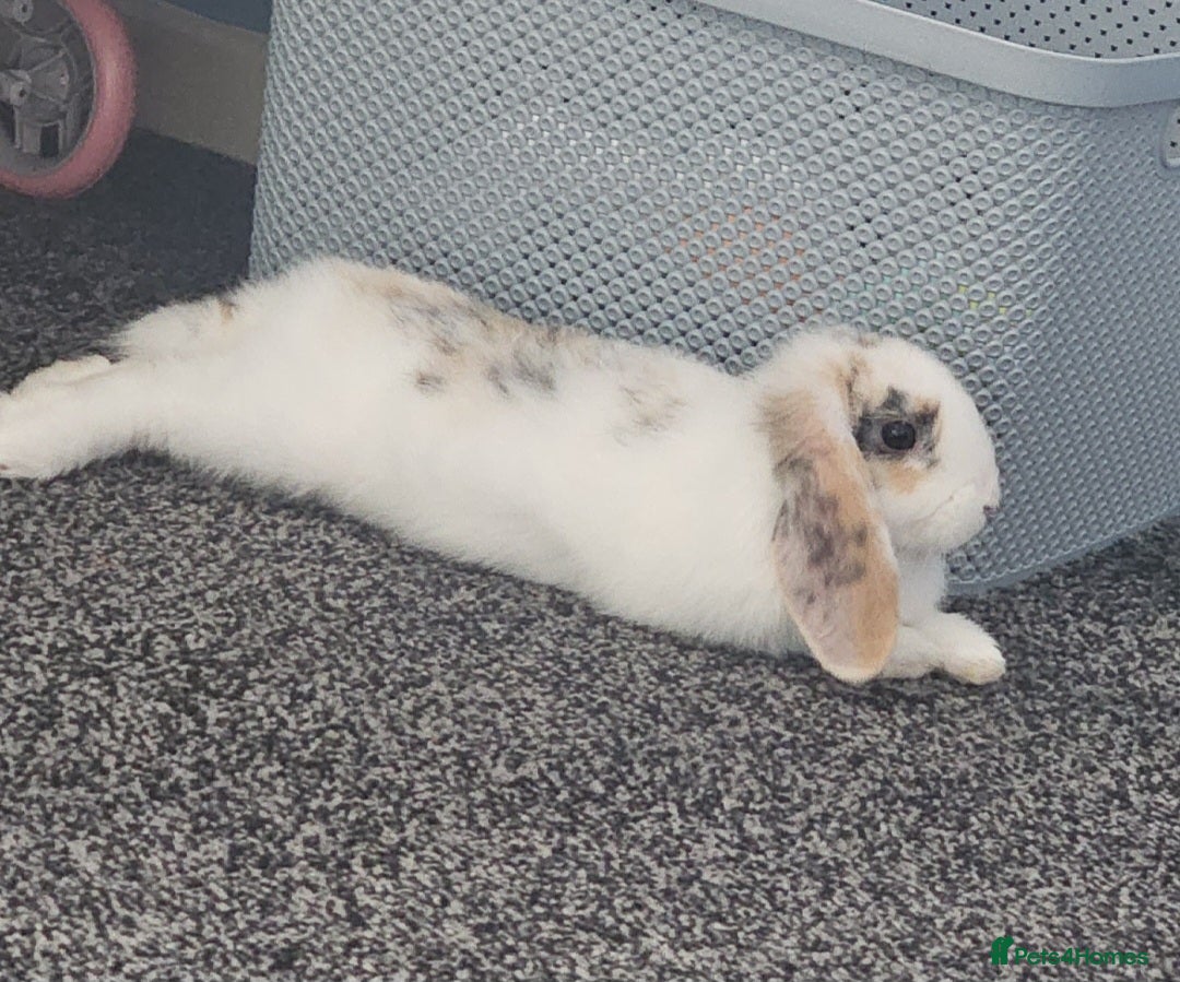Mini Lop rabbits for sale: Mellow  - Image 1