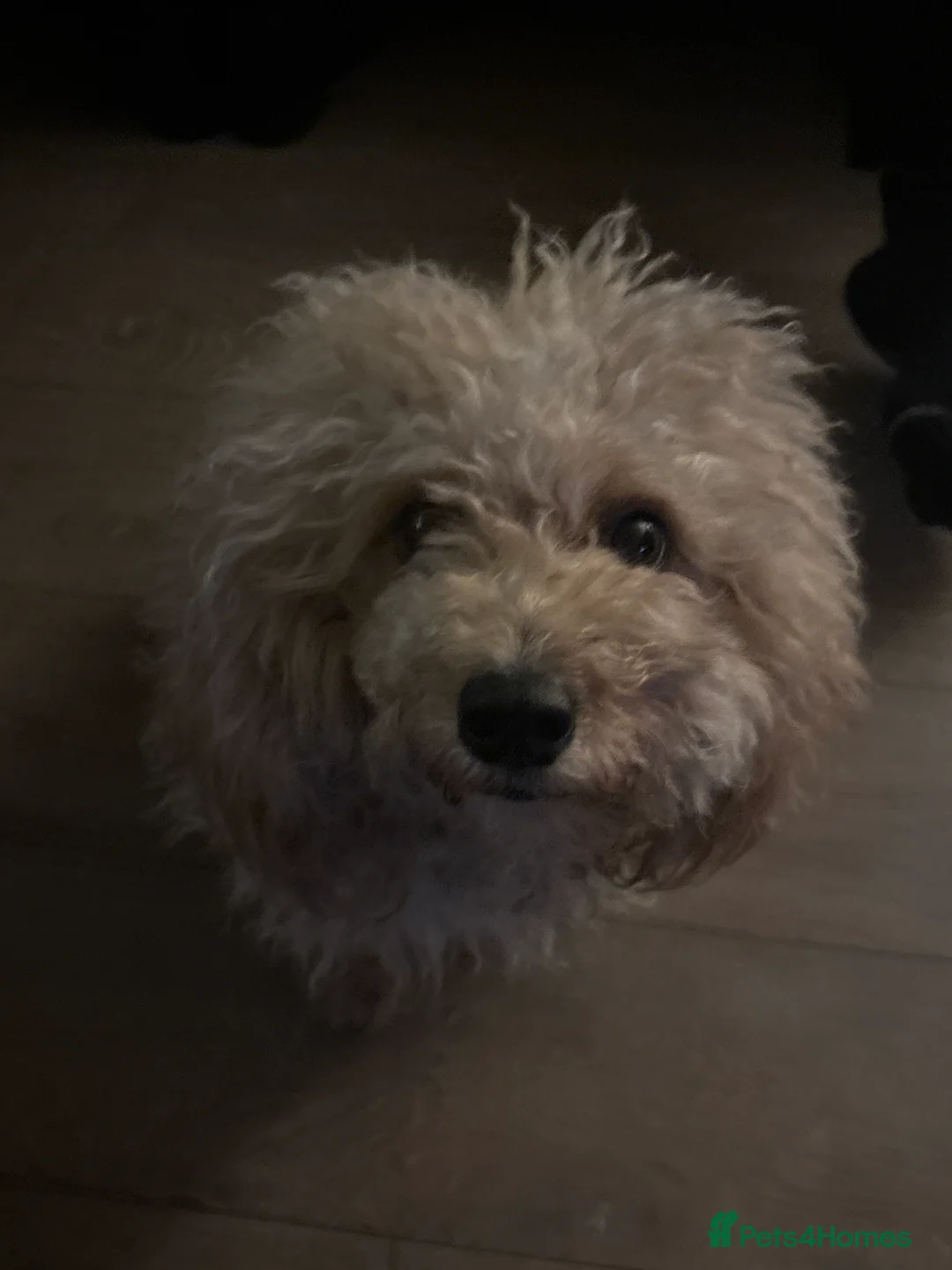 Mixed Breed dogs for sale: gorgeous cockacavapoochon for sale, !!LAST ONE!! - Advert 8