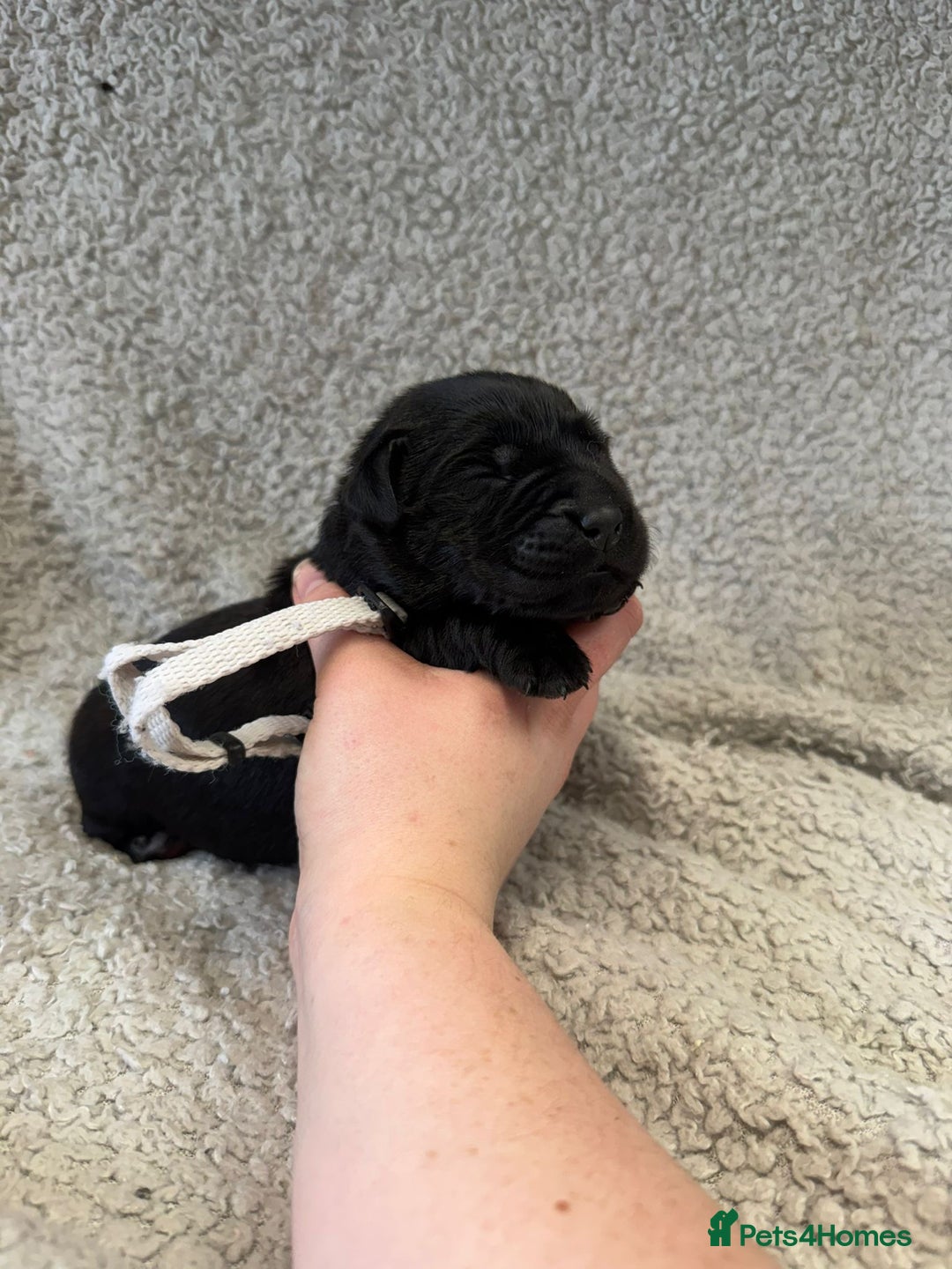 Goldador dogs for sale: Gorgeous Black Goldadors   - Advert 9