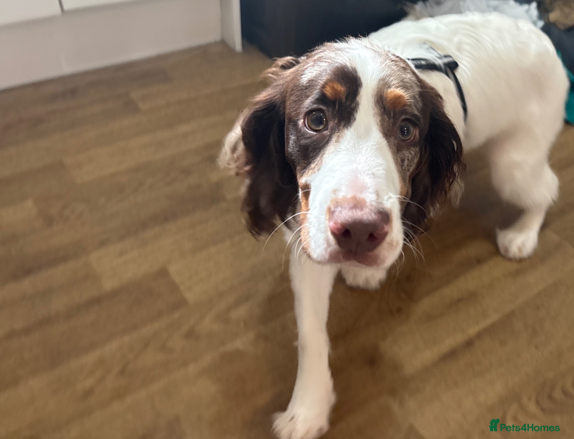Cocker Spaniel dogs Lenny – 9-Month-Old Cocker Spaniel - Advert 1