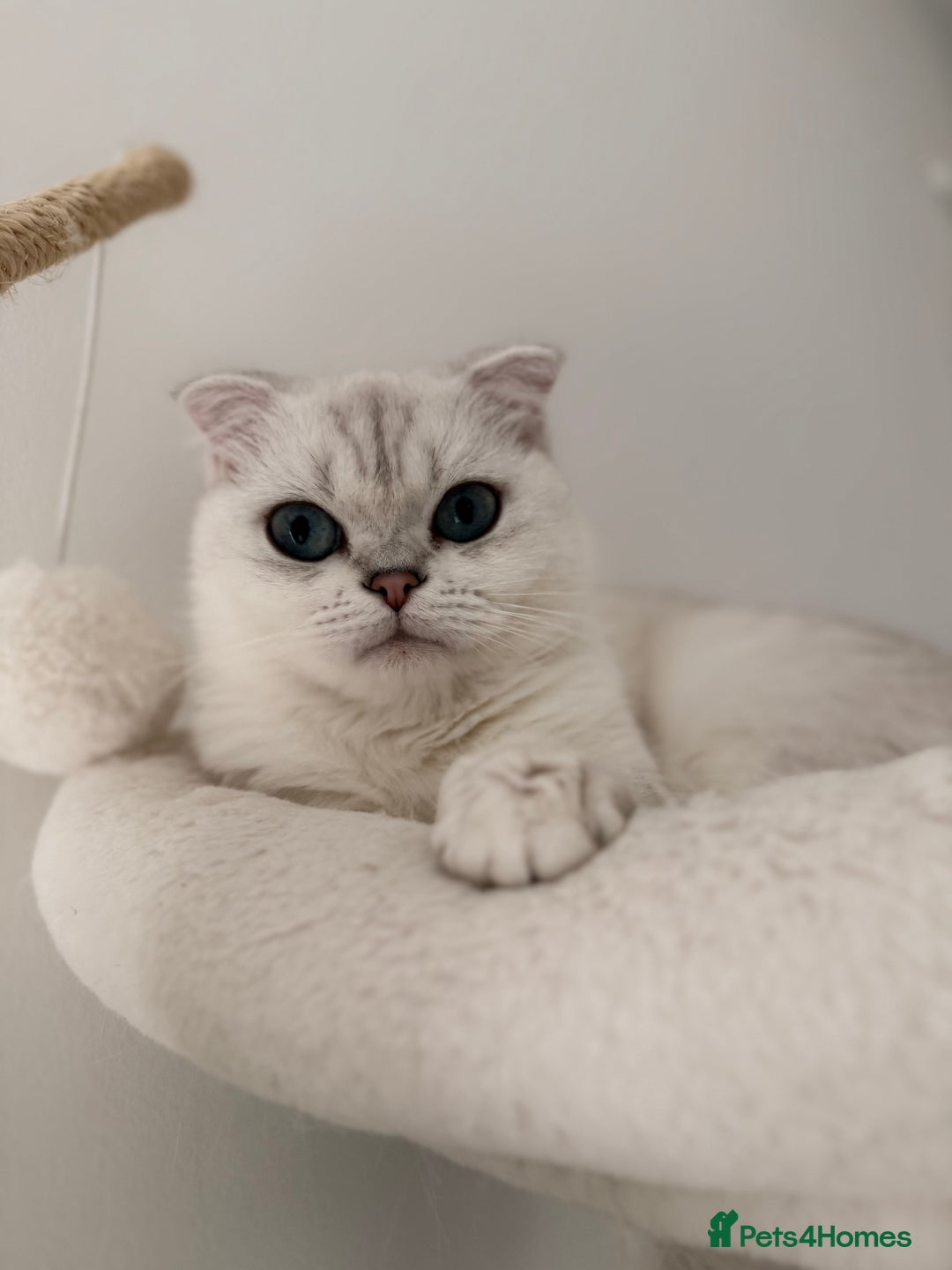 Scottish Fold cats for sale: White Scottish Fold Female looking for loving home - Advert 3