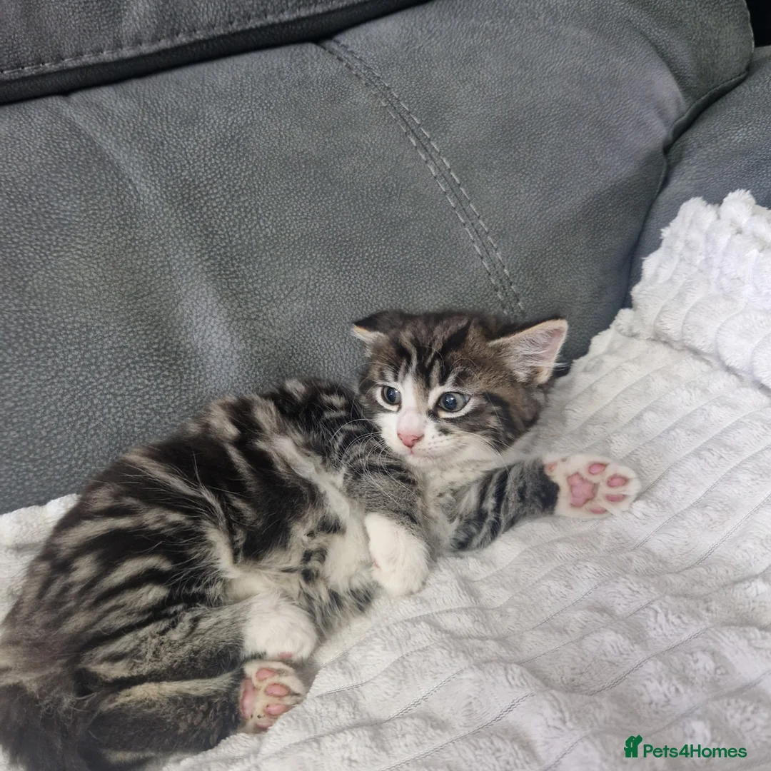 Siberian cats for sale: Lovely kittens in Ashford - Advert 15