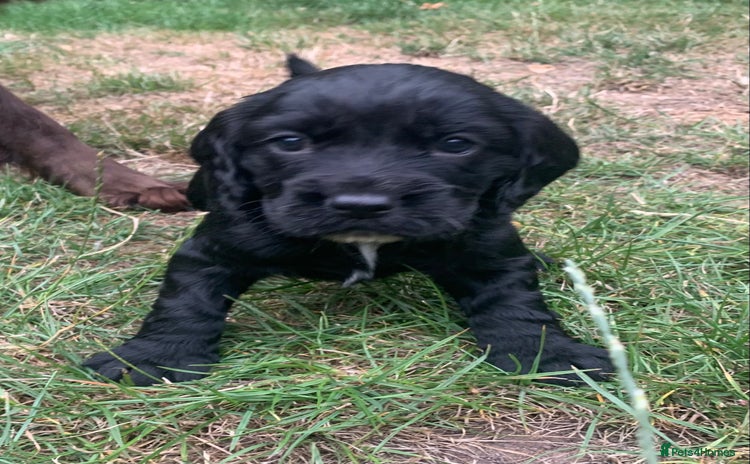 Sprocker dogs - Advert 12