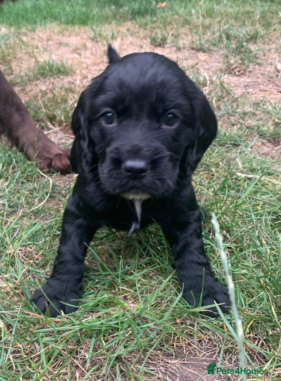 Sprocker dogs for sale: Gorgeous sprocker spaniel puppies  - Image 1