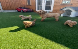Cavapoo dogs for sale: Stunning F1bb Cavapoo puppies  - Image 14
