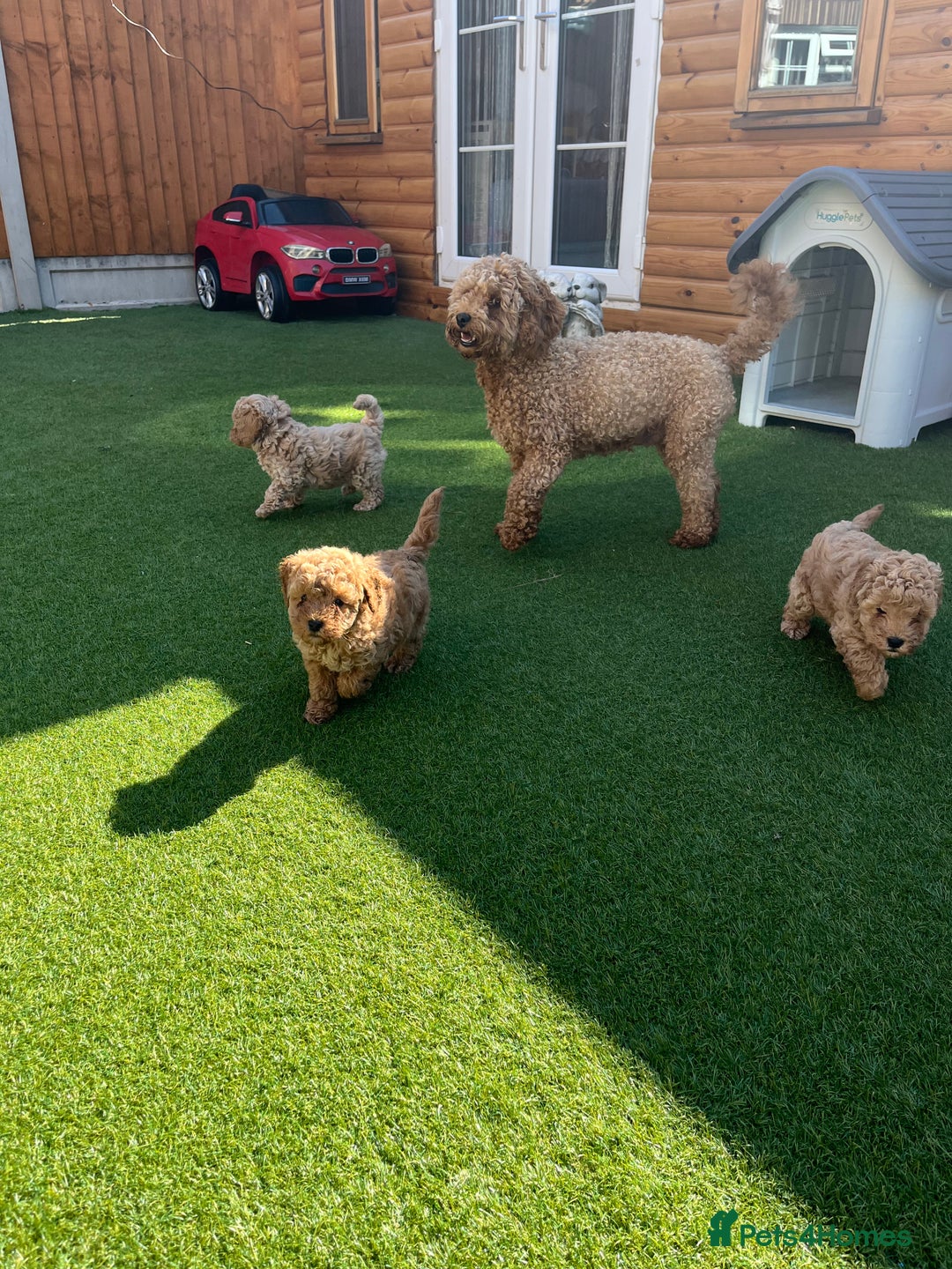 Cavapoo dogs for sale: Stunning F1bb Cavapoo puppies  - Image 14