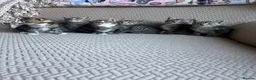 Mixed Breed cats for sale: Six Beautiful Tabby Kittens  - Advert 7