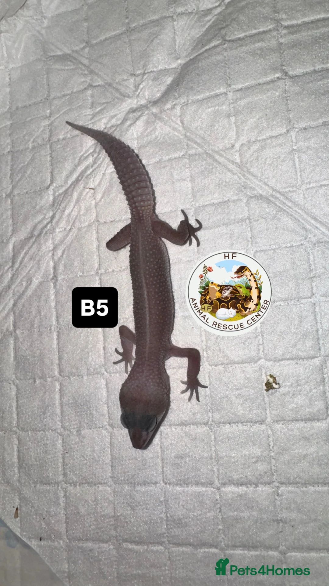Gecko reptiles for sale: Lizards for rehome  - lot to choose from  - Advert 19