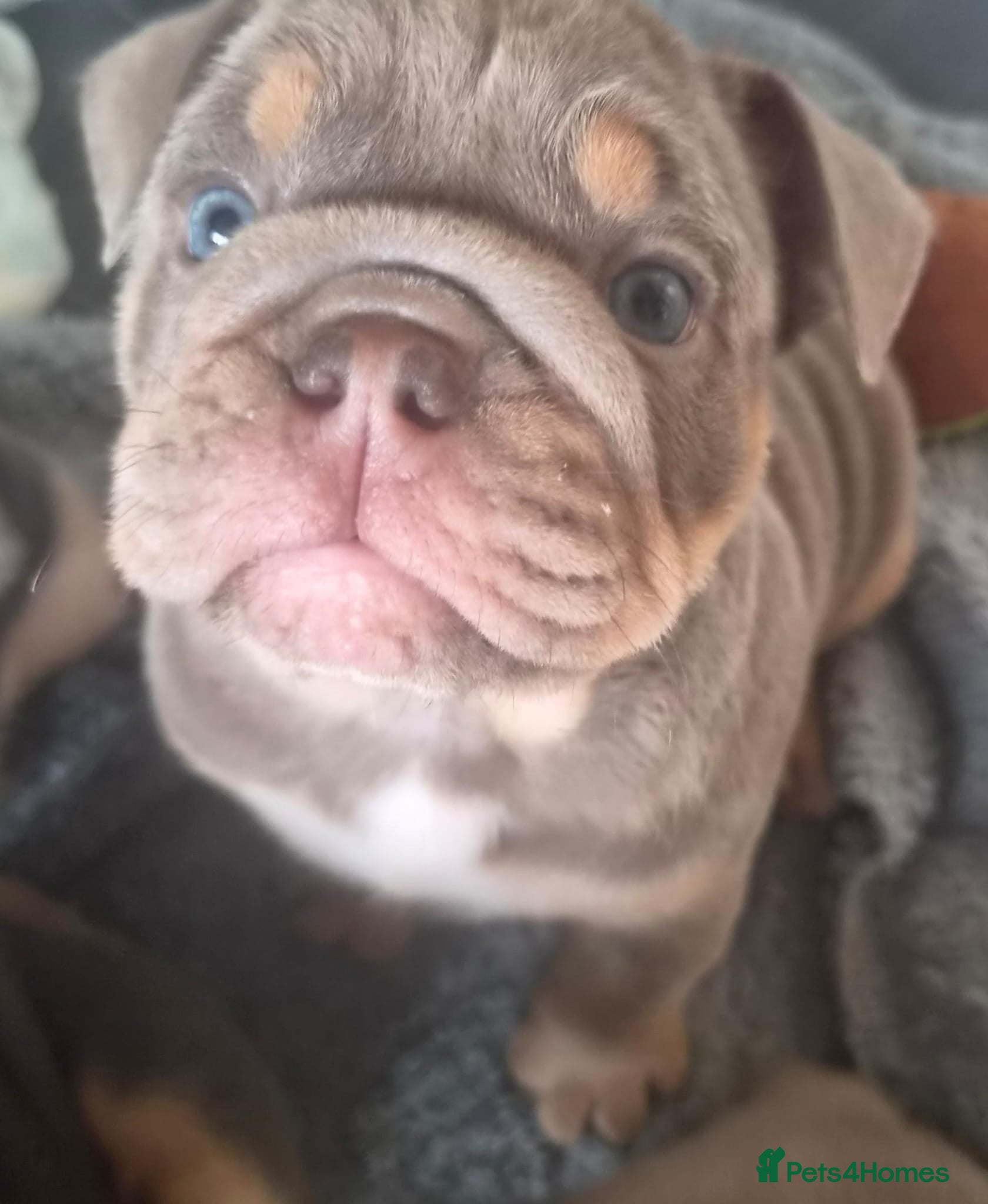 English Bulldog dogs KC REGISTERED BLUE TRI ENGLISH BULLDOGS FOR SALE - Advert 2