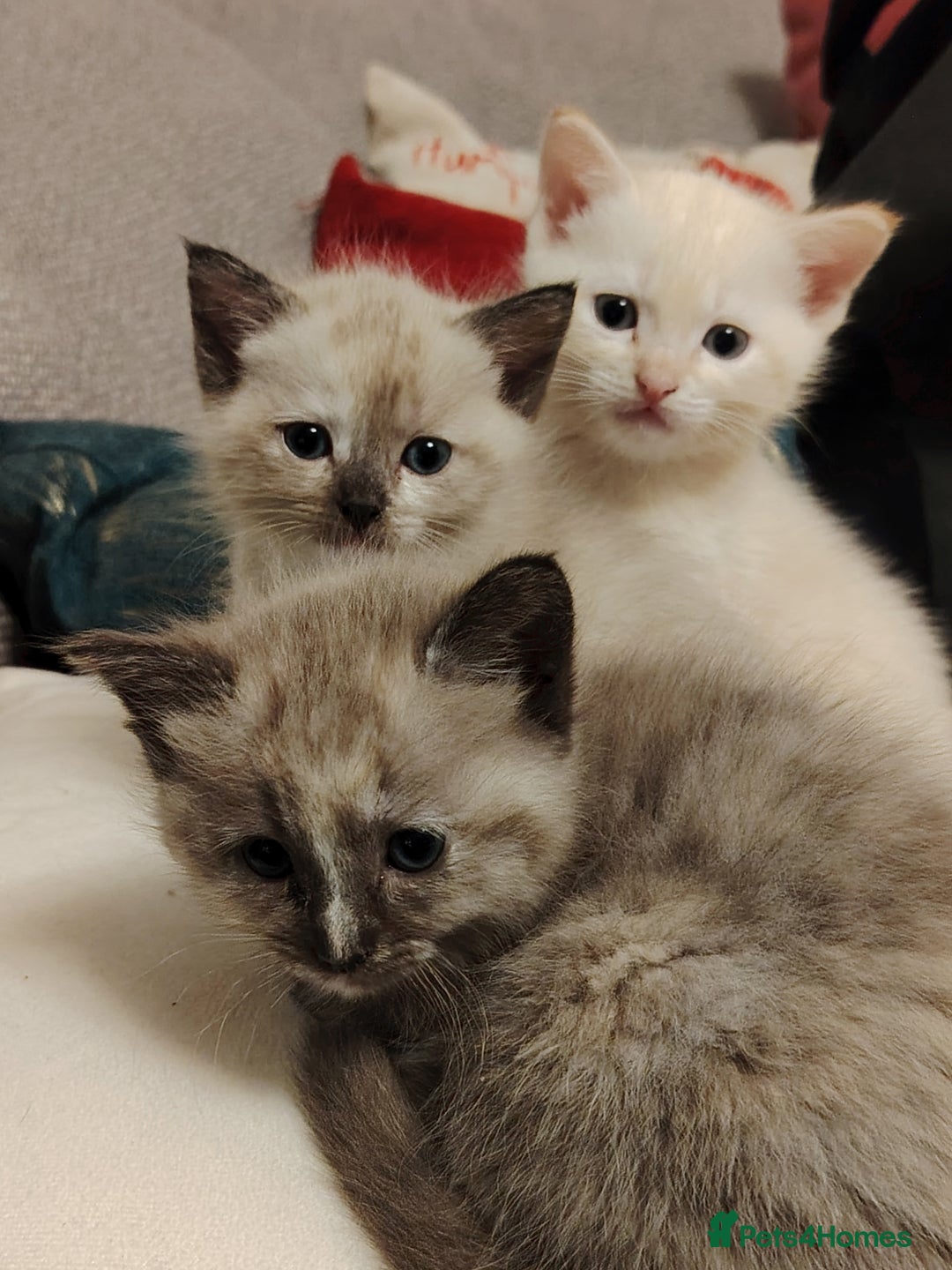 Ragdoll cats for sale: Gorgeous Tonkdoll kittens - Advert 9